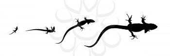 Silhouette lizard - growth from the birth to the adult. Isolated Vector Illustration. EPS10