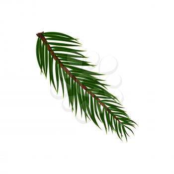 Naturalistic colorful fir branch. Vector Illustration. EPS10