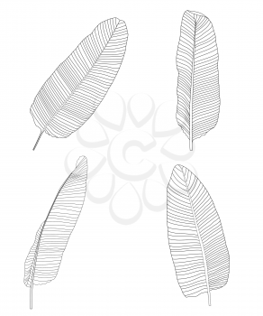 Palm Leaf on White. Vector Illustration. EPS10