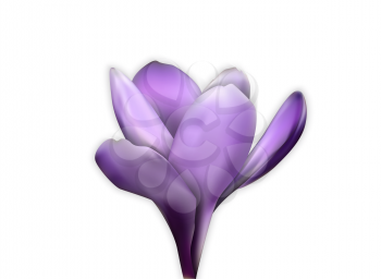 Naturalistic colorful spring flower. Opened and opened blue crocus. Vector Illustration. EPS10