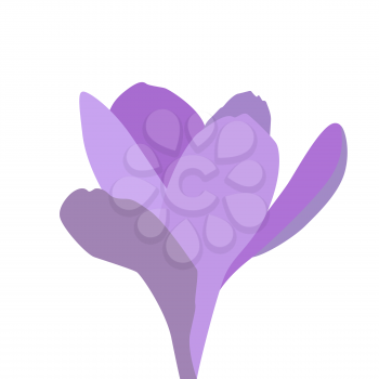 Colorful spring flower. Opened and opened blue crocus. Vector Illustration. EPS10