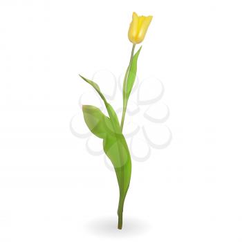 Beautiful tulips on white background. Vector Illustration. EPS10