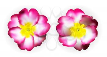 Colorful naturalistic pink white yellow primula isolated. Vector Illustration. EPS10