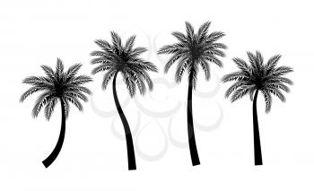 Beautifil Palm Tree  Silhouette Collection Set Vector Illustration EPS10