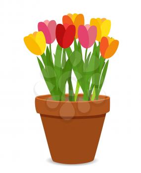 Spring Tulip Flowers in Flower Pot Vector Illustration EPS10