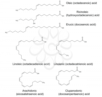 Structural chemical formulas of unsaturated fatty acids (oleic, ricinoleic, erucic, linoleic, linolenic, arachidonic, clupanodonic ), 2d illustration, vector, isolated on white