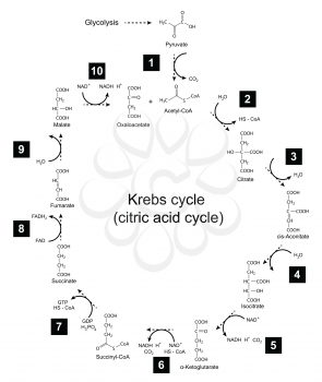 Chemical scheme of Krebs cycle - tricarboxylic acid (citric) cycle, 2d illustration, isolated on white background; vector, eps 8