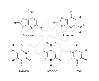 Purine and pyrimidine nitrogenous bases - structural chemical formulas, 2d illustration, isolated on white background, skeletal style, vector, eps 8