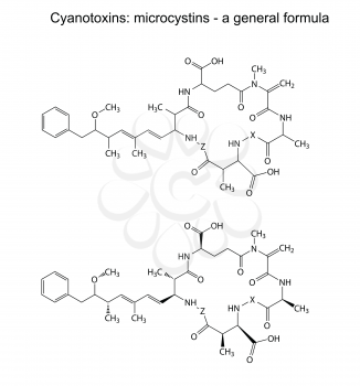 Microcystins - general chemical structural formula of cyanotoxins, 2d illustration, isolated on white background, skeletal style, vector, eps 8