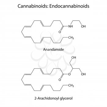 Endocannabinoids - signaling molecules of humans and animals, structural chemical skeletal formulas, 2d vector, eps 8