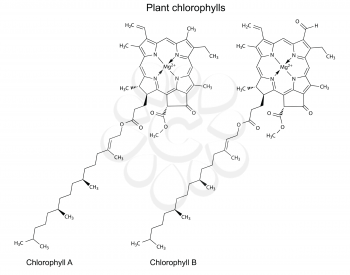 Structural chemical formulas of plant pigments chlorophylls, 2d illustration, vector, isolated on white background