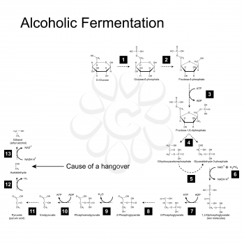 Chemical scheme of alcoholic fermentation metabolic pathway, 2d illustration on white background; vector, eps 8