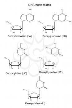 Structural chemical formulas of  DNA nucleosides, 2d illustration, vector, isolated on white background, eps8