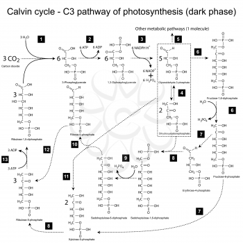Chemical scheme of Calvin cycle - C3 pathway, 2d illustration, vector, eps 8