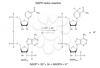 Illustration of NADP redox reaction with chemical formulas, vector, isolated on white