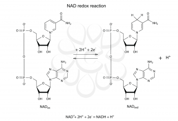 Illustration of NAD redox reaction with chemical formulas, vector, isolated on white