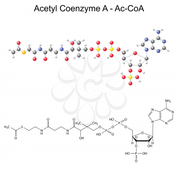 Structural chemical formula and model of Acetyl Coenzyme-A - Ac-CoA, 2d and 3d illustration, isolated vector, eps 8