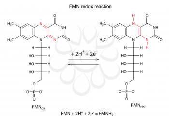 Illustration of FMN redox reaction with chemical formulas, marked variable fragments, vector, isolated on white