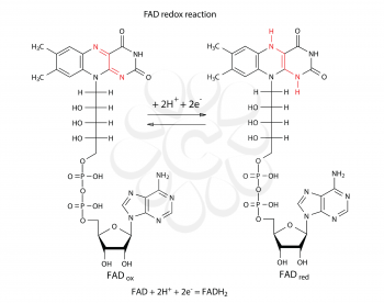 Illustration of FAD redox reaction with chemical formulas