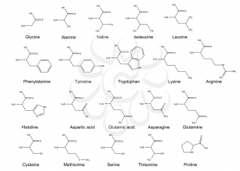 Chemical formulas of the twenty standard amino acids. 2d Illustration