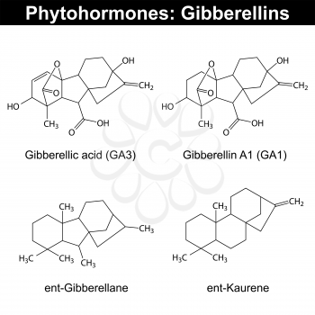 Gibberellins - phytohormones, structural chemical formula on white background, 2d vector, eps 8