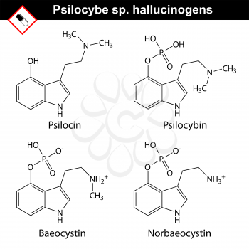 Natural tryptamine Psilocybe sp. alkaloids - baeocystin, norbaeocystin, psilocin, psilocybin. Molecular chemical models, 2d vector, isolated on white background, eps 8
