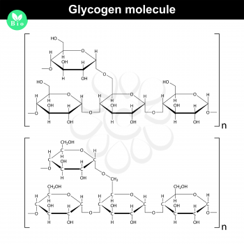 Glycogen molecule - chemical structure of natural compound, 2d vector of model on white background, eps 8