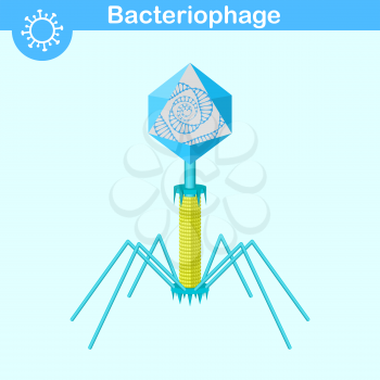 Bacteriophage - bacterial dna virus with opened capsid and dna spiral, 3d vector, eps 8