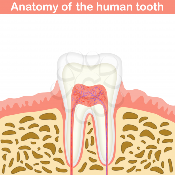 Anatomy of human tooth illustration, unmarked medical scheme, 2d vector on white background, eps 8