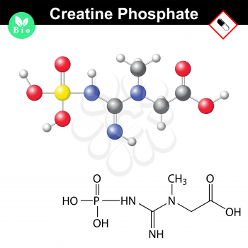 Phosphocreatine molecule, creatine phosphate structure, 2d & 3d vector, eps 8