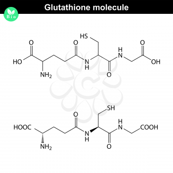 Glutathione chemical structure - antioxidant and regulator and indicator of cell oxidative stress, 2d vector, eps 8