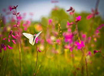 Butterfly and pink flowers, summer season, outdoors shot