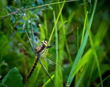 Dragonfly lurking in the grass and waiting for prey
