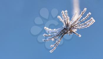 Ice crystals located on the dried winter flower, outdoors shot