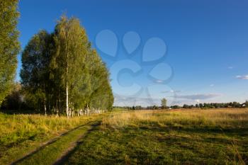 Countryside with a birch grove. Yaroslavl, Russia