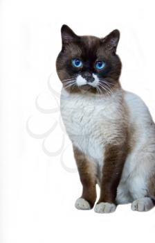 The isolated blue-eyed cat on a white background. Sits quietly
