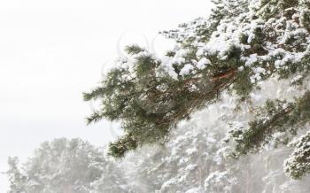 Snowy pine branch in winter pine forest