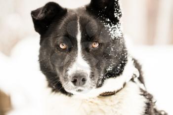 Beautiful dog standing under snowfall winter day