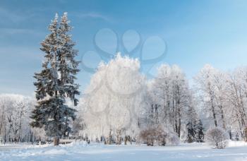 Trees powder with snow on a cold winter day. Yaroslavl. Russia