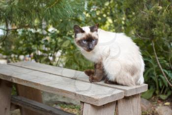 Siamese cat sits on a wooden bench in the garden