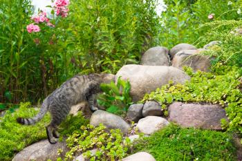 Cat hunts on stones in sunny summer day