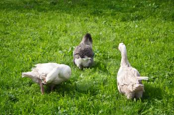 Geese graze in a meadow on a sunny spring day