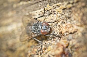 A fly sits on tree bark alone autumn afternoon. Macro