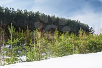 Winter forest of the southern taiga of Russia on a background of blue sky