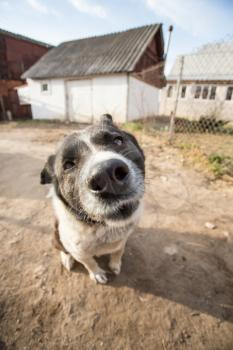 A dog with interest looks into the camera. Portrait with wide angle