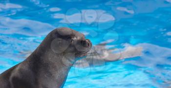 Fur seal looking with interest, indoor shot