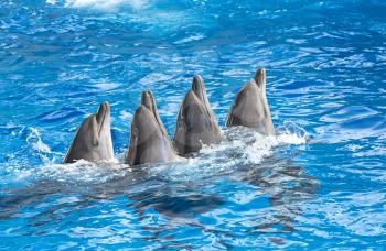 Dolphins splashe of sea water, indoors tele shot