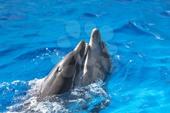 Dolphins swim of sea water, indoors shot