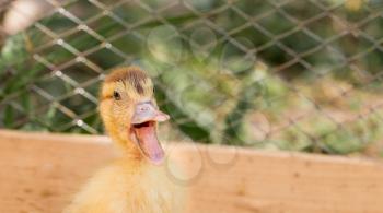 Perturbing duckling in a wood cage, outdorrs shot