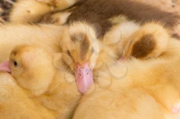 Little yellow ducklings sleeping on the farm, outdoors shot, close-up